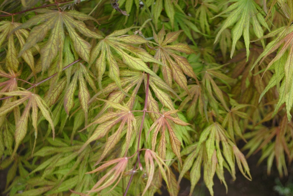 Acer palmatum 'Elmwood'
