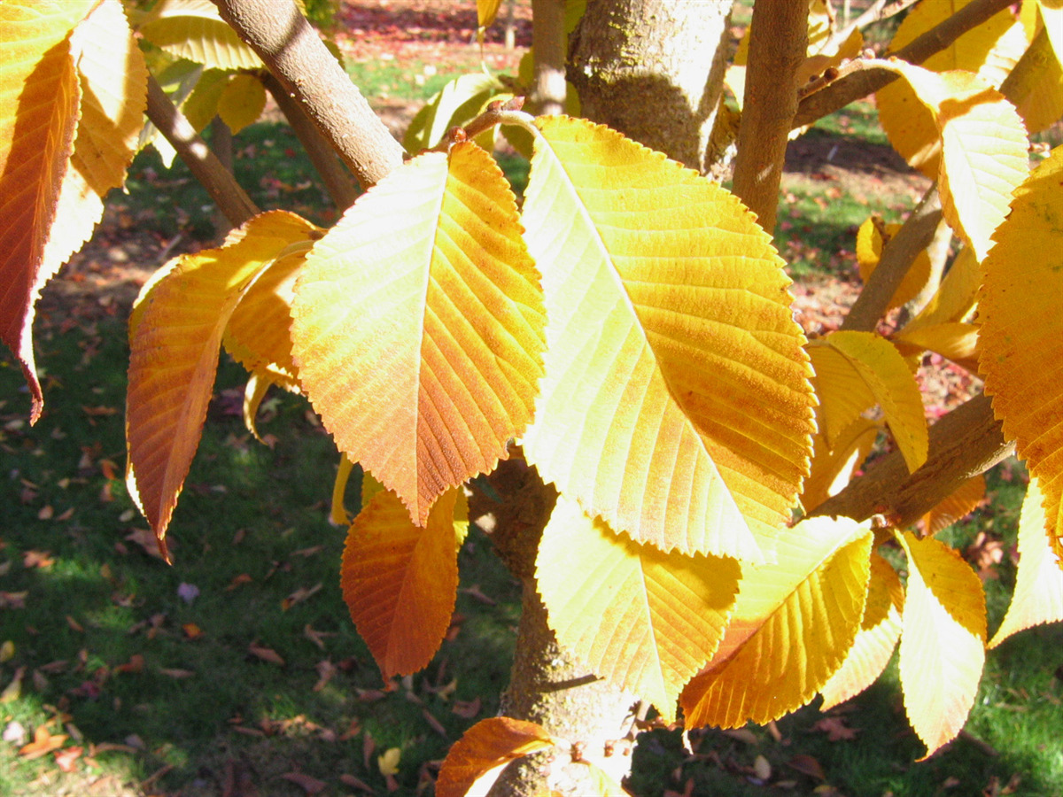 Ulmus propinqua 'JFS-Bieberich' (Emerald Sunshine® Elm)