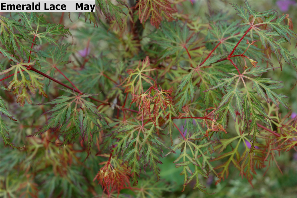 Acer palmatum var. dissectum 'Emerald Lace'