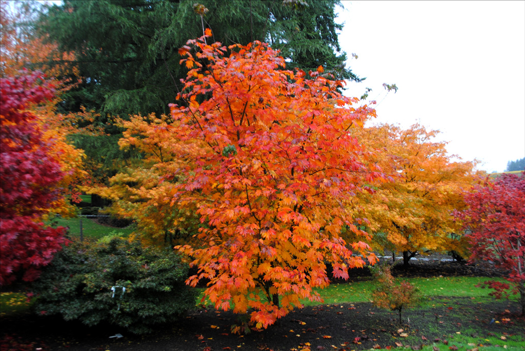 Acer japonicum 'Emmett's Pumpkin'