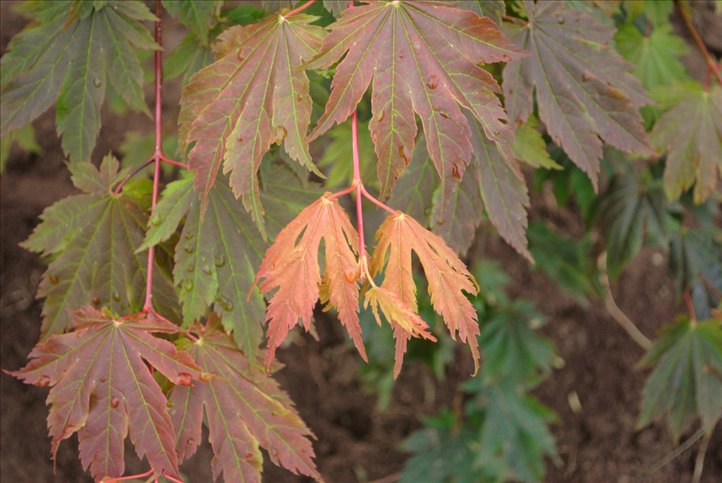 Acer japonicum 'Emmett's Pumpkin'