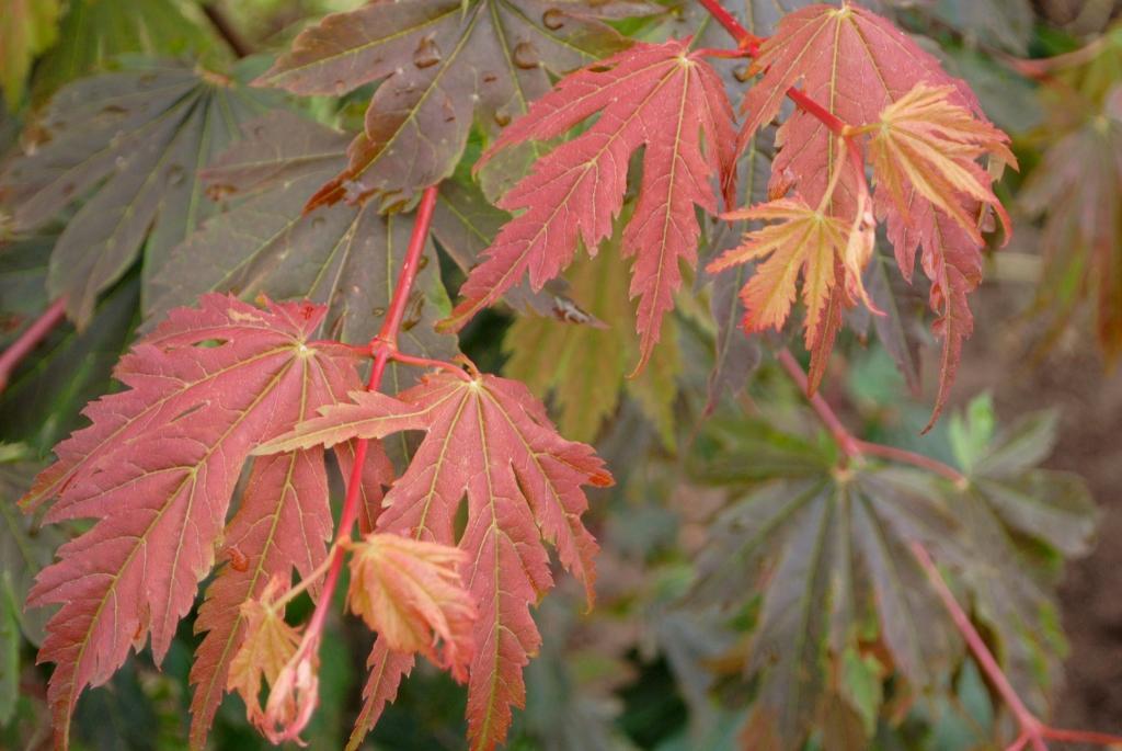 Acer japonicum 'Emmett's Pumpkin'