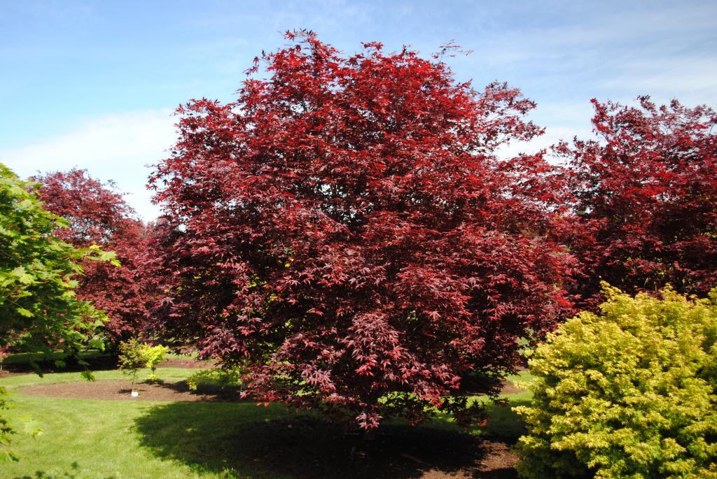Acer palmatum 'Emperor 1'