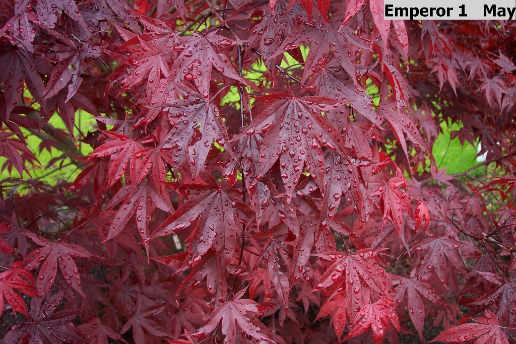 Acer palmatum 'Emperor 1'