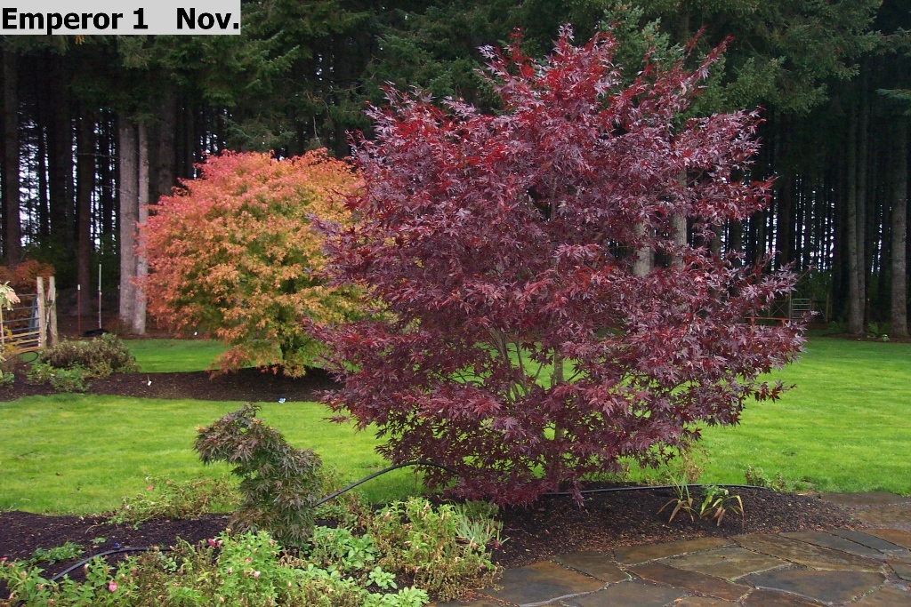 Acer palmatum 'Emperor 1'