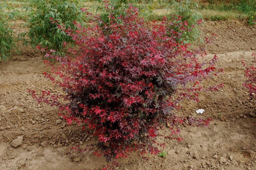 Acer palmatum 'Englishtown'