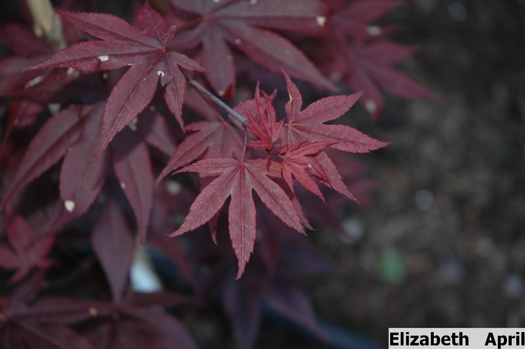 Acer palmatum 'Englishtown'