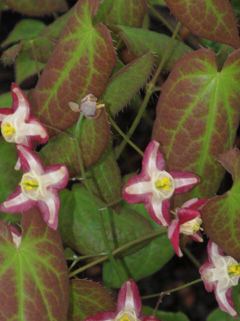 Epimedium x rubrum