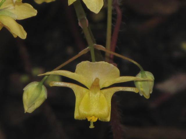 Epimedium x versicolor 'Sulphureum'