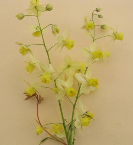 Epimedium x versicolor 'Sulphureum'