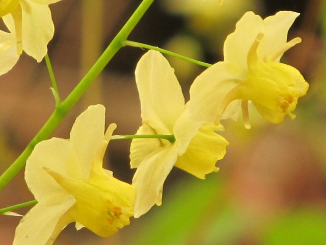 Epimedium x versicolor 'Sulphureum' (Yellow or Bicolor Barrenwort)