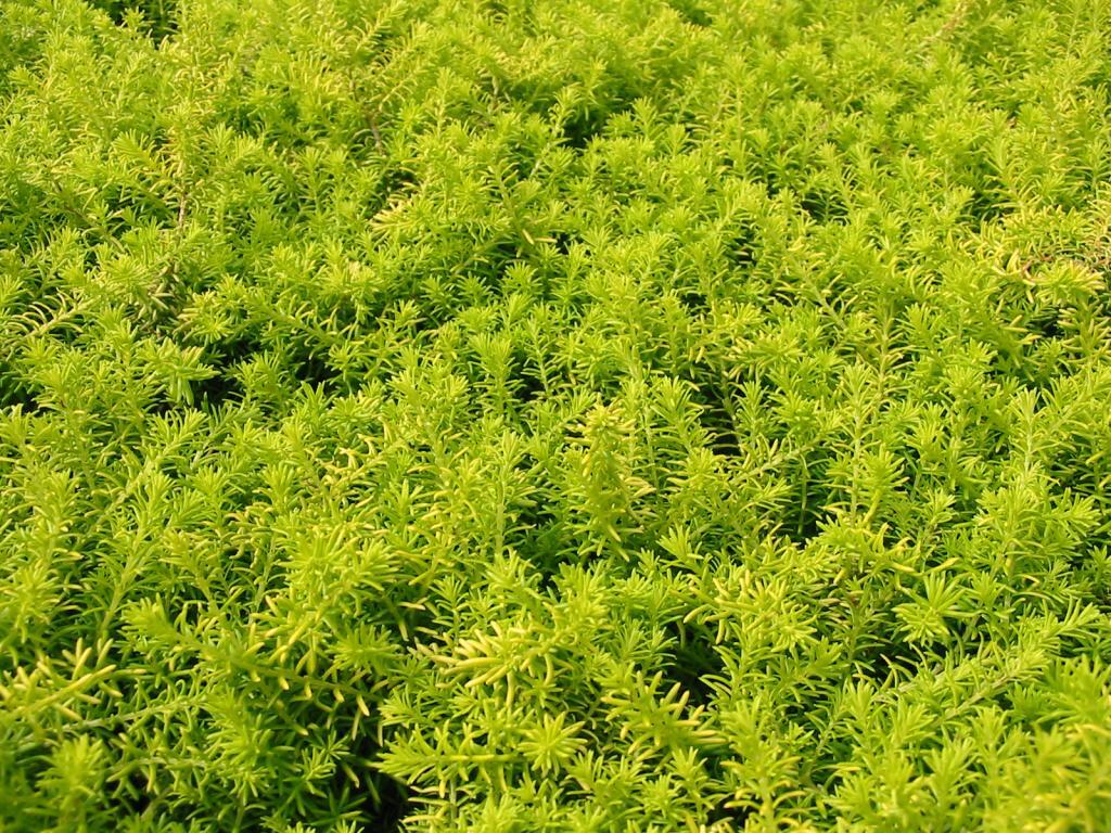 Erica c. 'Golden Starlet'