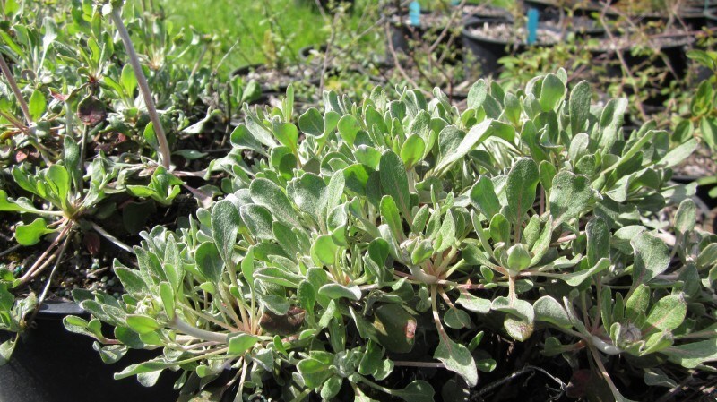 Eriogonum umbellatum