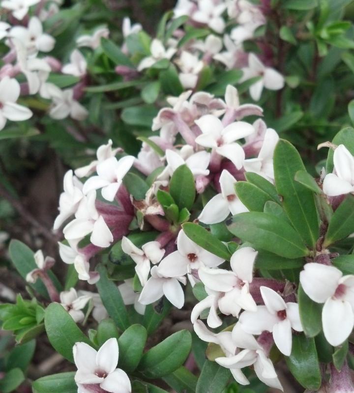 Daphne Eternal Fragrance