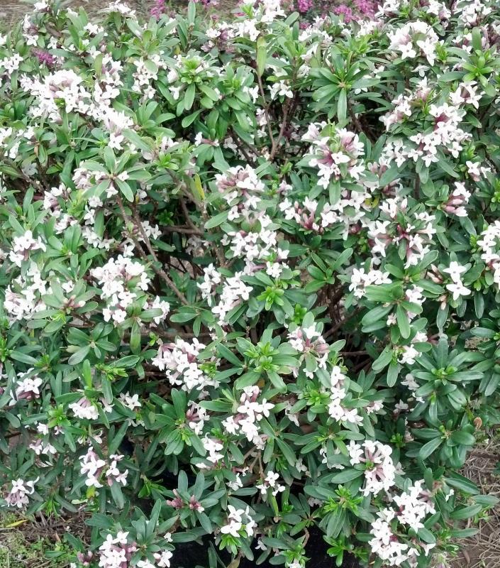 Eternal Fragrance Daphne