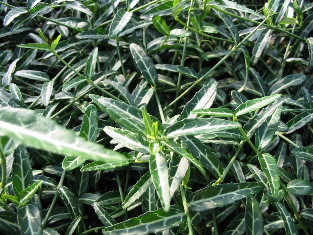 Euonymous f. 'Wolong's Ghost'