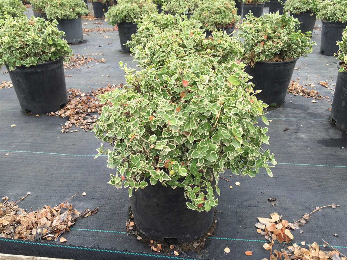 Euonymus fortunei 'Emerald Gaiety'