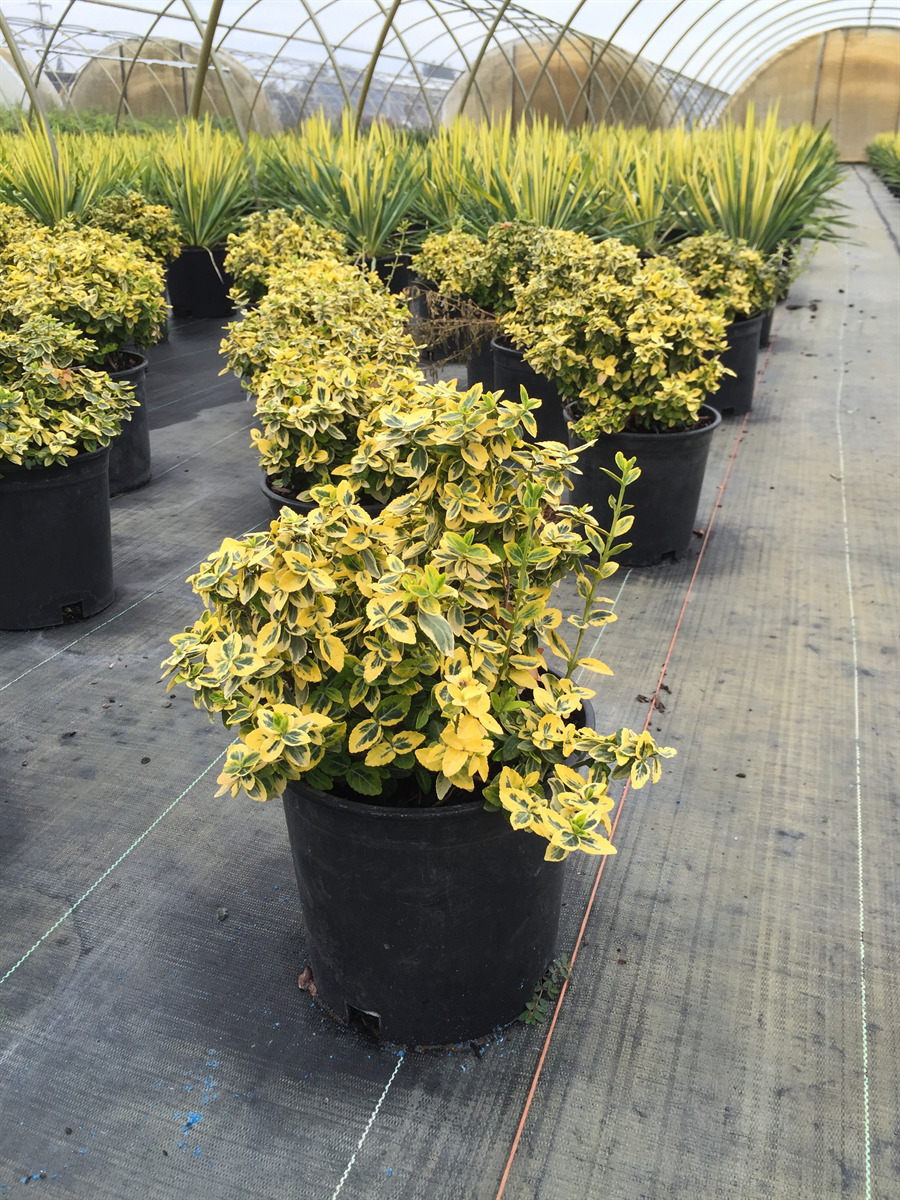 Euonymus fortunei 'Emerald 'n Gold'