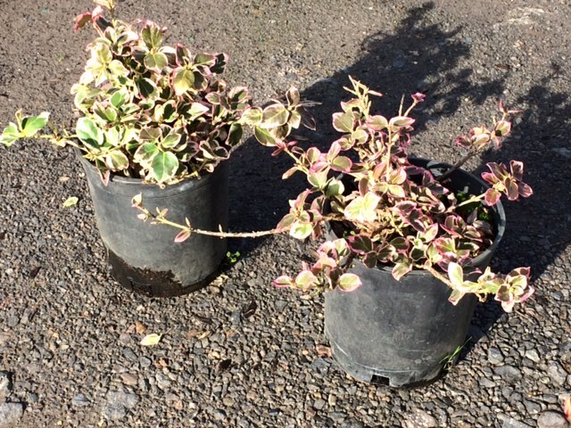 Countryside Nursery | Euonymus fortunei 'Ivory Jade'