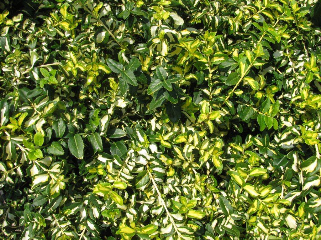 Euonymus fortunei 'Moonshadow'