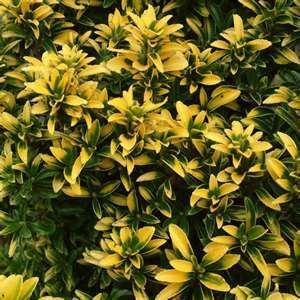 Euonymus japonica ‘Aureo Marginata’
