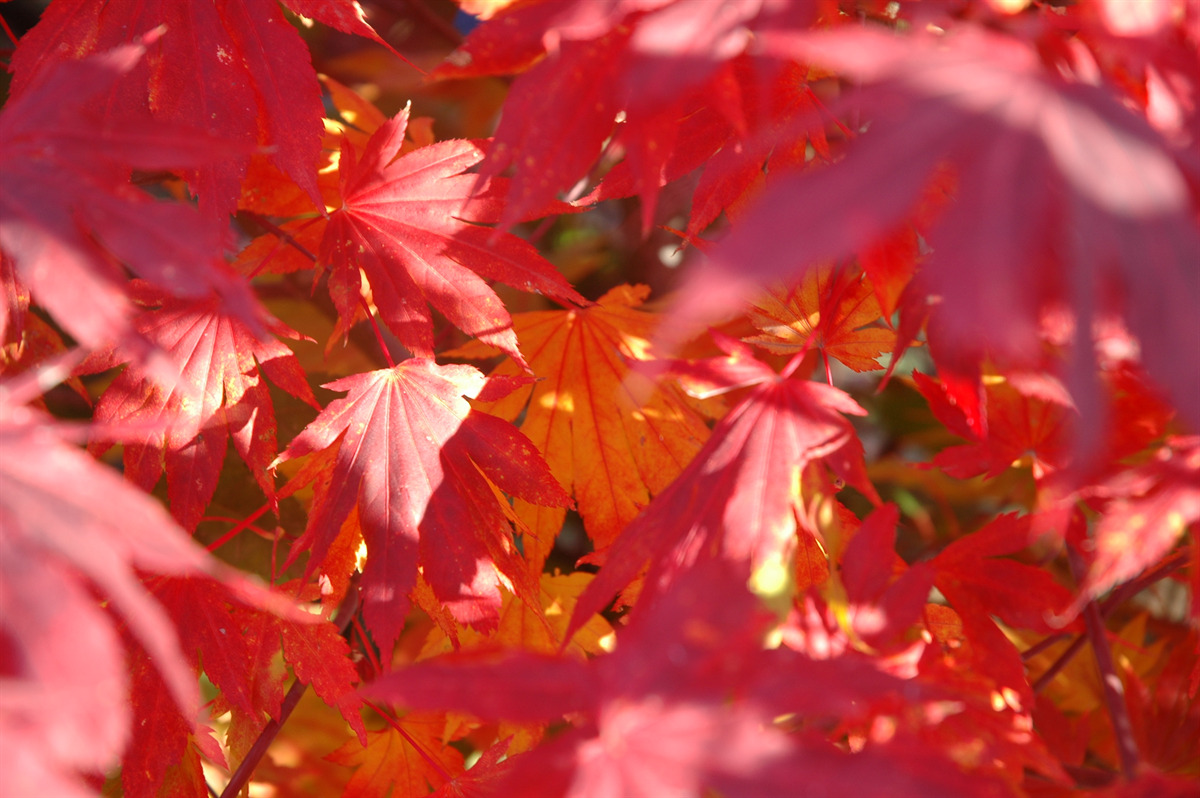 Acer palmatum 'Ever Autumn'