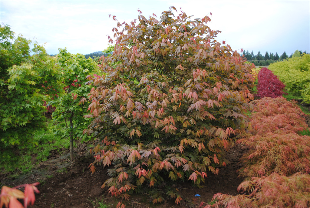 Acer palmatum 'Ever Autumn'