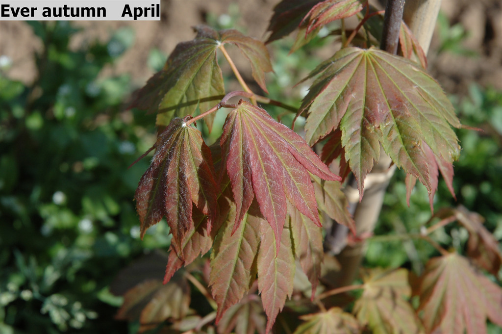 Acer palmatum 'Ever Autumn'