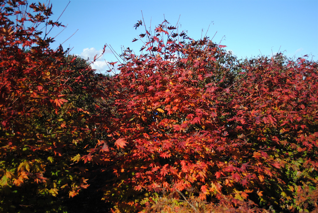 Acer palmatum 'Ever Autumn'