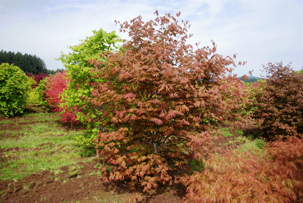 Acer palmatum 'Ever Autumn'