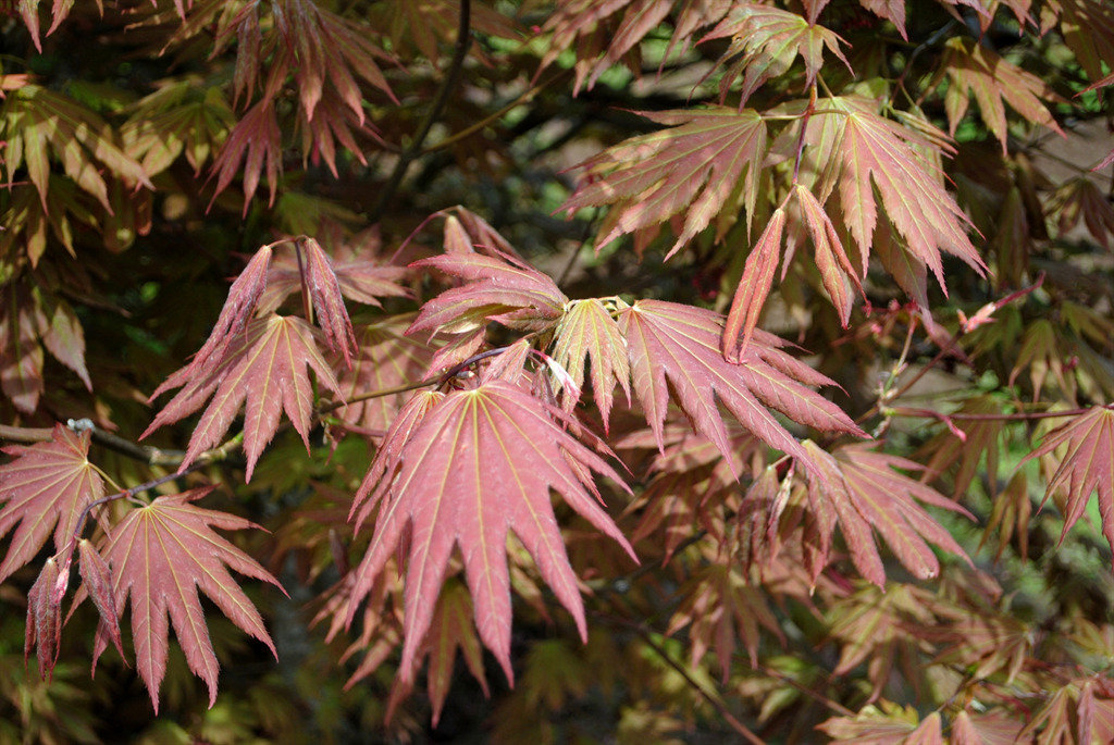 Acer palmatum 'Ever Autumn'
