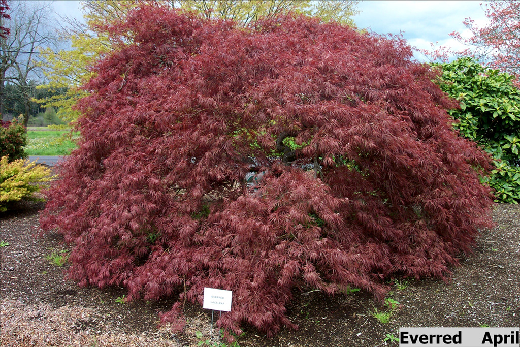 Acer palmatum var. dissectum 'Everred'