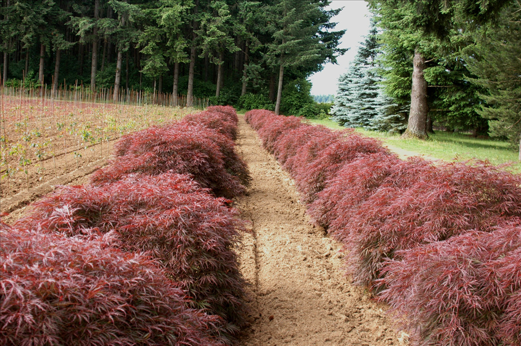 Acer palmatum var. dissectum 'Everred'
