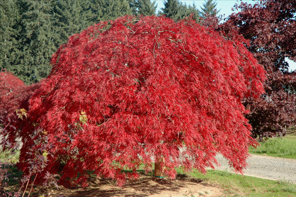 Acer palmatum var. dissectum 'Everred'