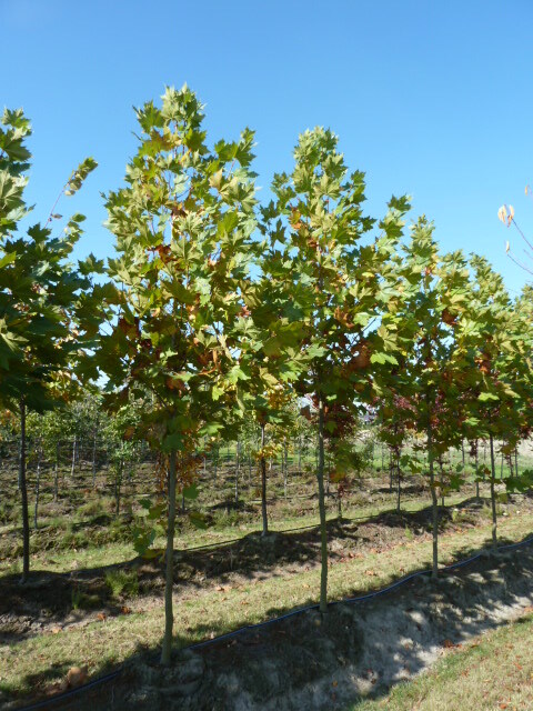 Platanus x acerifolia 'Morton Circle'
