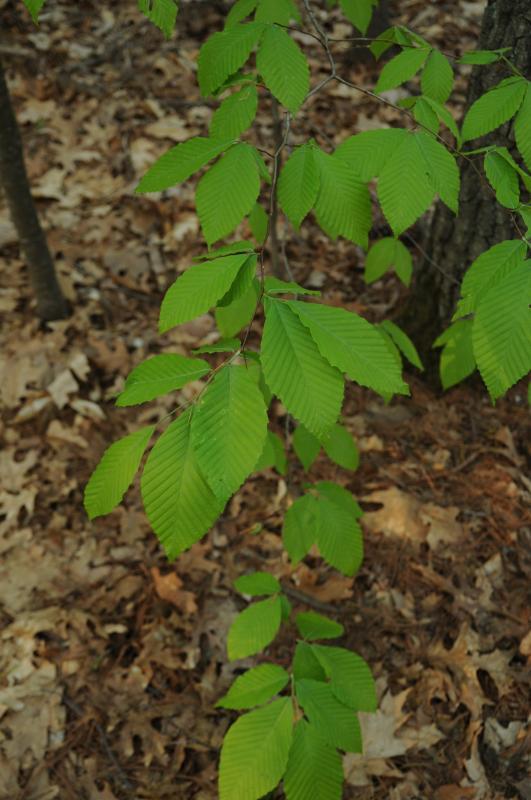Fagus grandifolia