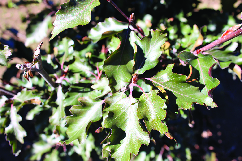 Fagus sylvatica 'Rohanii'