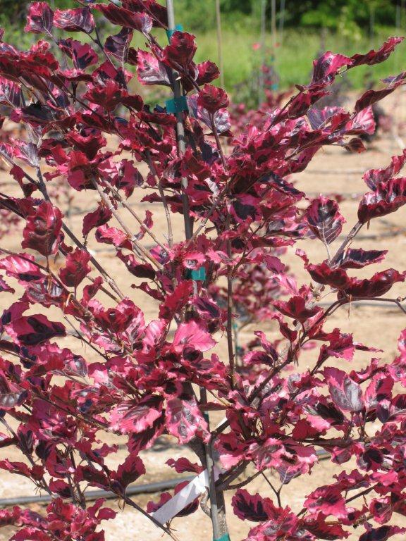 Fagus sylvatica 'Roseo-marginata'