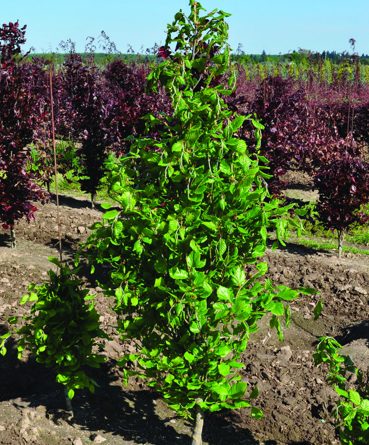 Fagus sylvatica 'Fastigiata'
