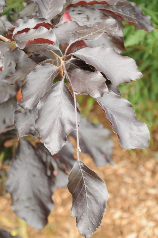 Fagus sylvatica 'Riversii'