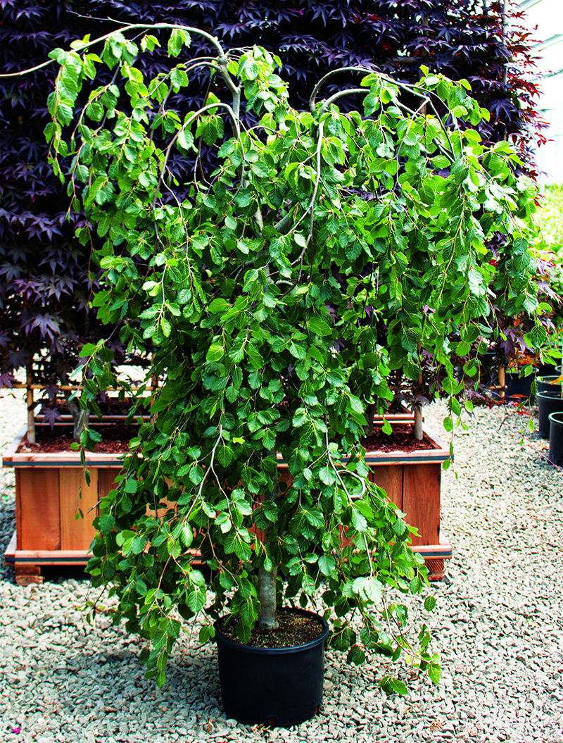 Fagus sylvatica 'Pendula'