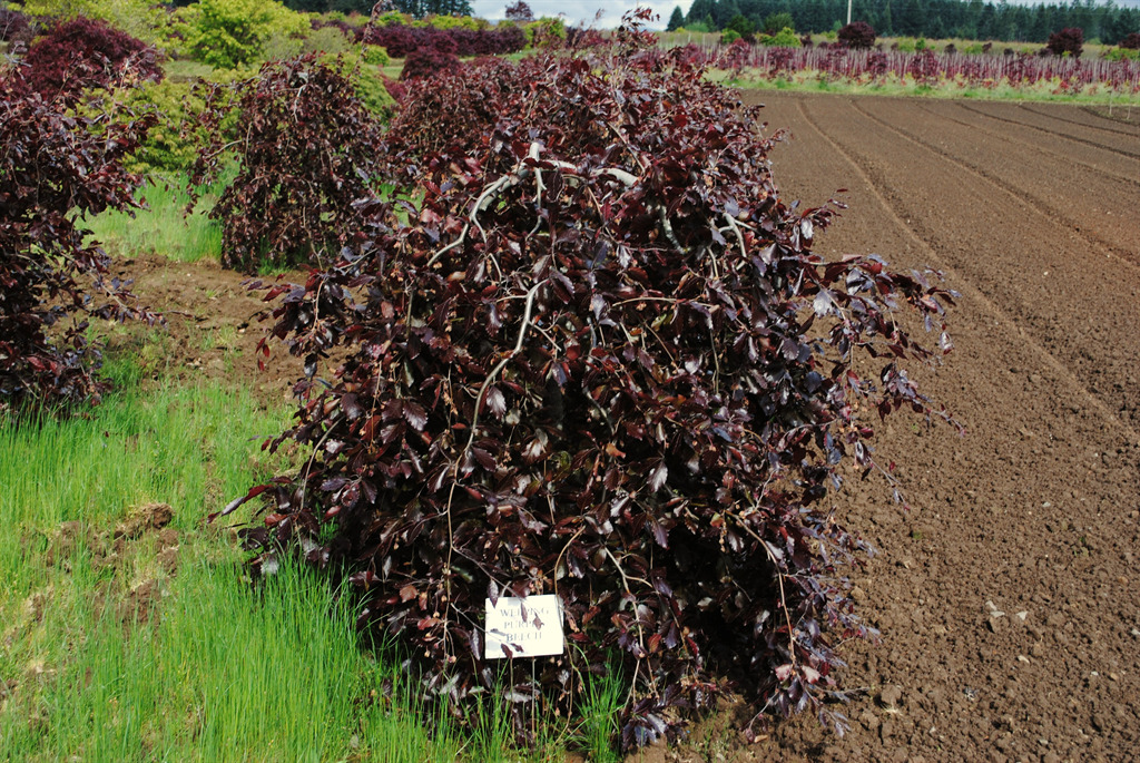 Fagus sylvatica 'Purpurea Pendula'