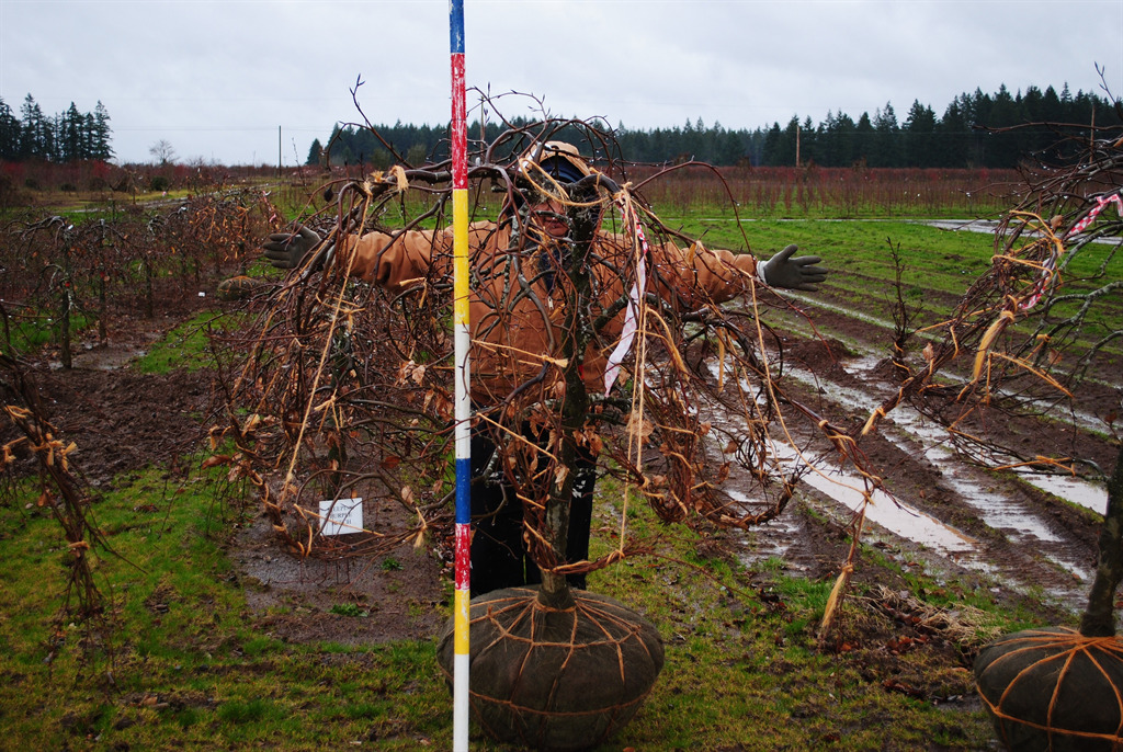 Fagus sylvatica 'Purpurea Pendula'
