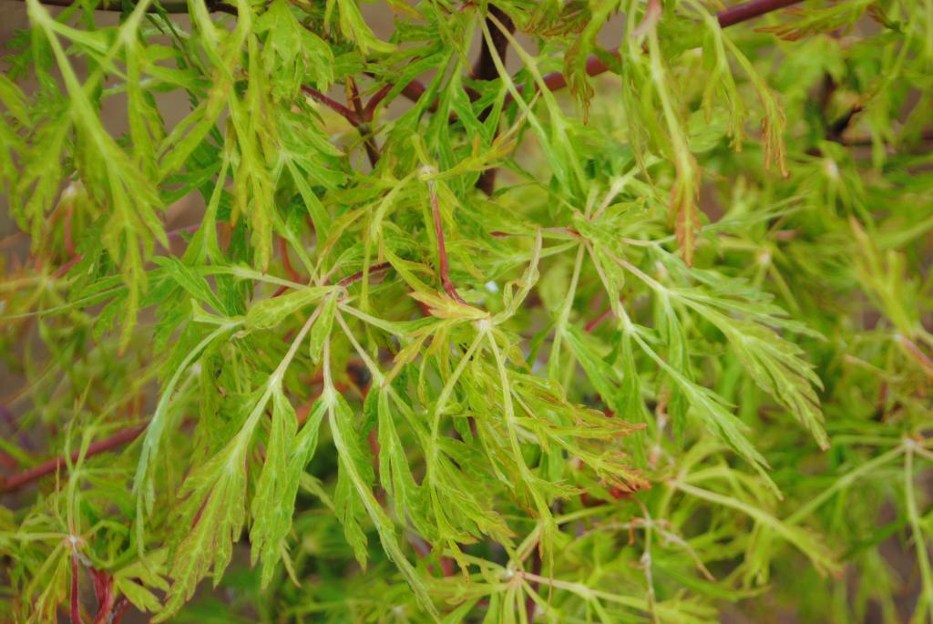 Acer japonicum 'Fairy Lights'