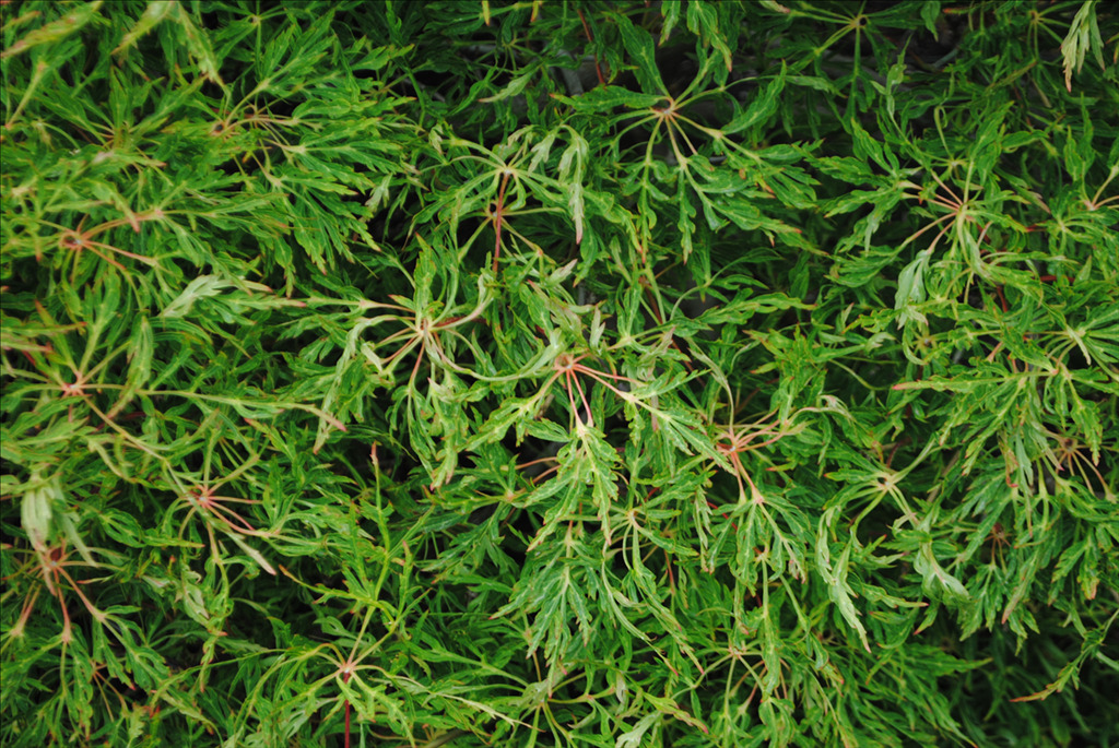 Acer japonicum 'Fairy Lights'