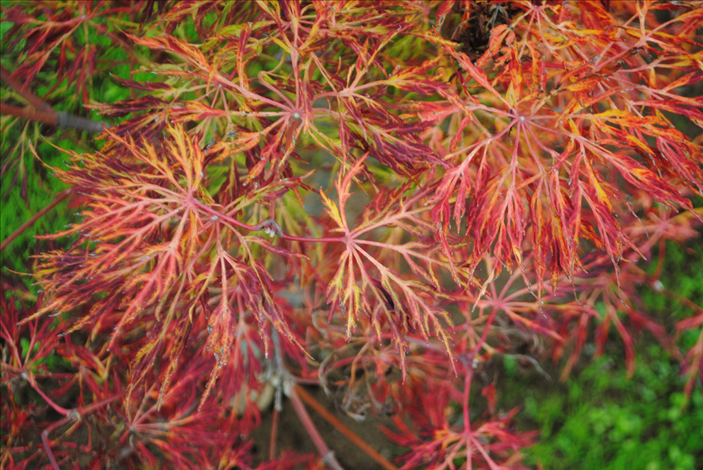Acer japonicum 'Fairy Lights'