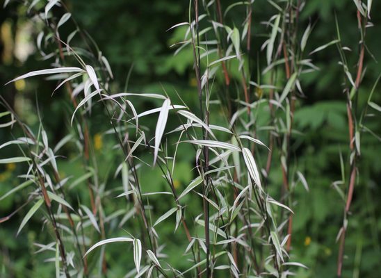 Silver Dragon Bamboo