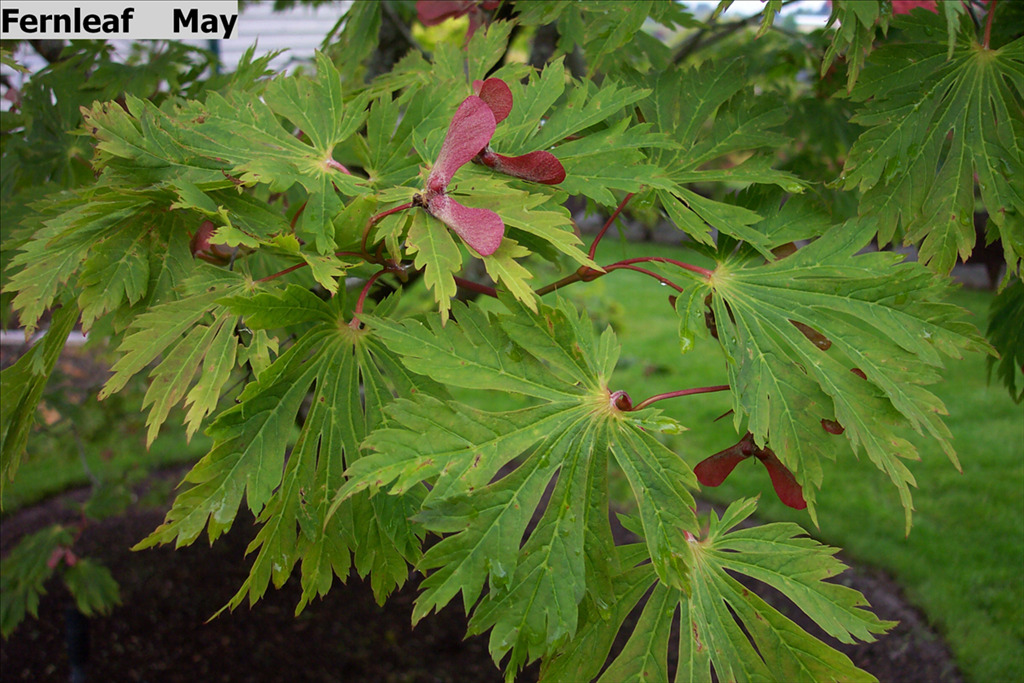 Acer japonicum 'Aconitifolium'