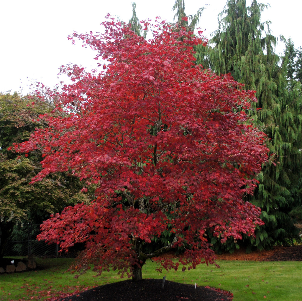 Acer japonicum 'Aconitifolium'