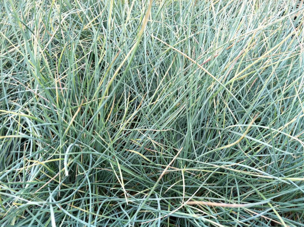 Festuca glauca 'Elijah Blue'